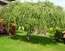 photo/Garten-8 - kopie.JPG